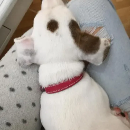 Tesla Wizard Apartmán