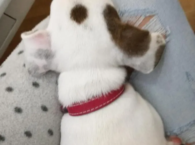 Tesla Wizard Apartman